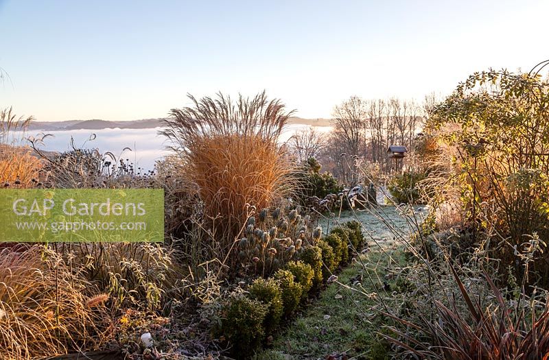 View of mixed borders edged with cloud-pruned box hedges and valley in fog - December, Mas de Bety, France