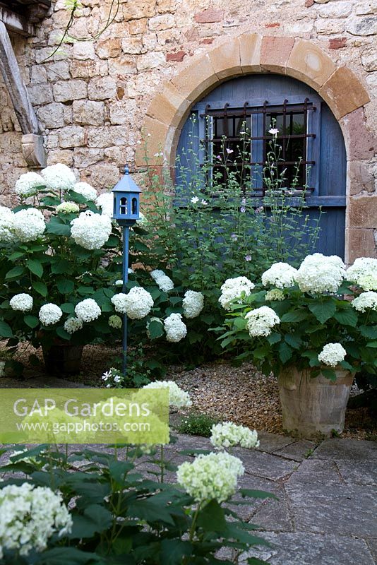 Hydrangea aborescens 'Annabelle' in terracotta pots in courtyard garden with stone arch at Domaine de Chatelus de Vialar.