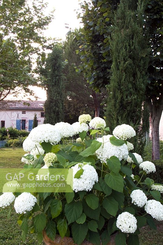 Hydrangea aborescens ,Annabelle. View across the garden towards the cottage at Domaine de Chatelus de Vialar.  