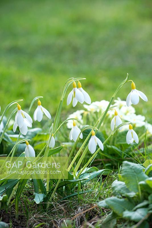 Galanthus plicatus 'Wendy's Gold'