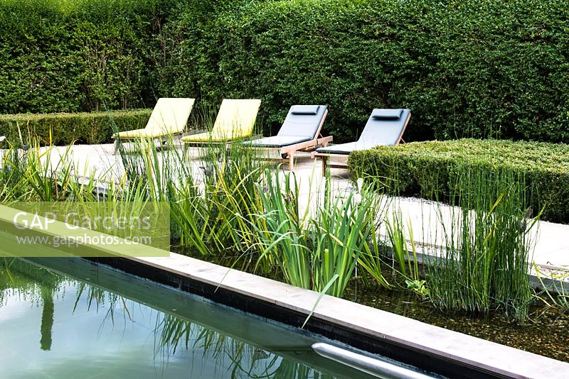 Natural swimming pool with deckchairs by buxus hedging.