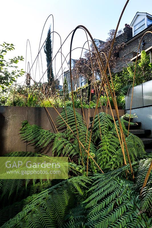 Town garden, Brixton, with details of tree fern in basement level patio