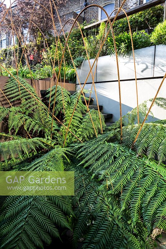 Tree fern in basement level patio - town garden, Brixton 