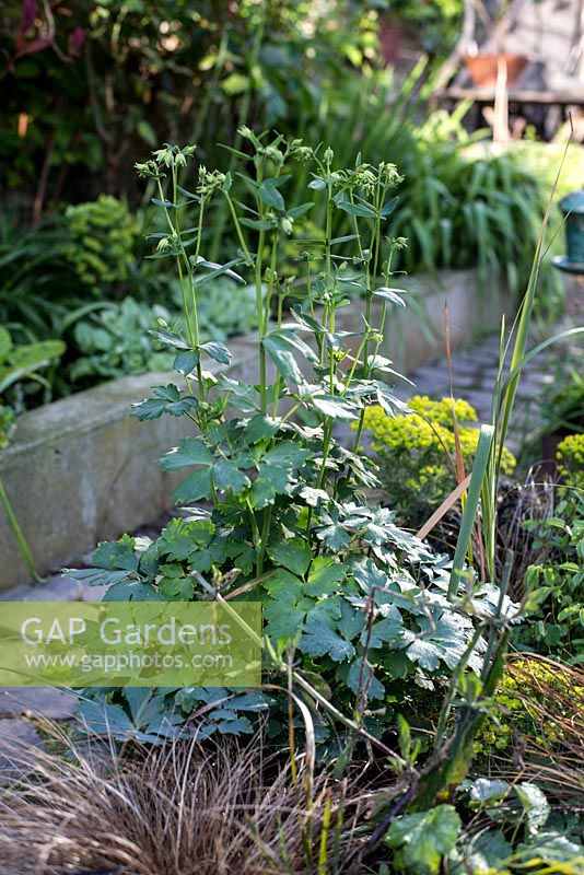 Aquilegia growing in beds in town garden, Brixton