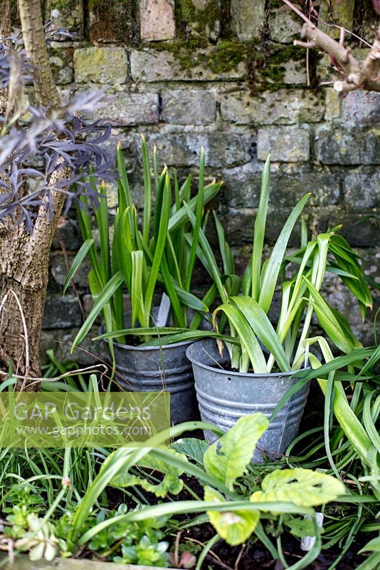 Town garden, Brixton with tulips in galvanised buckets