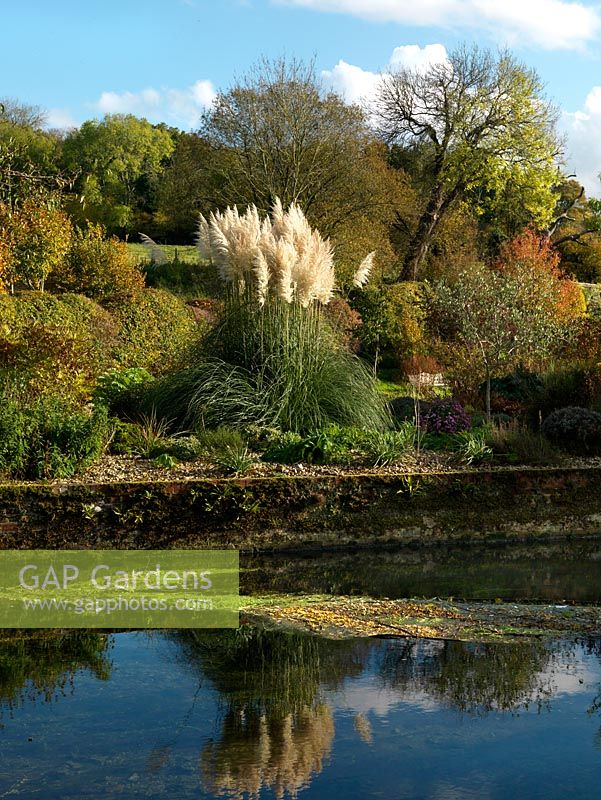 A striking Pampas grass in an autumn garden on the banks of the river Test. Surrounding planting includes an Olive tree, Asters and Sedums.