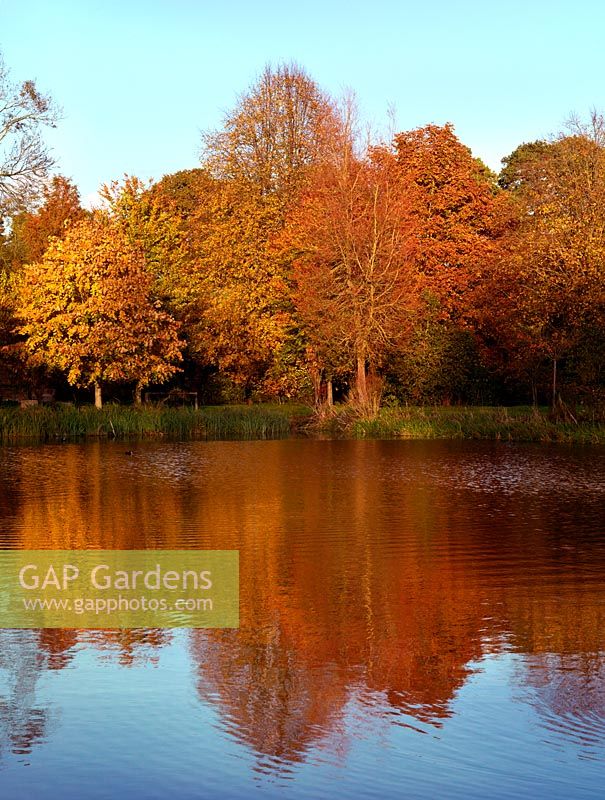 Autum trees reflected in the river Test.