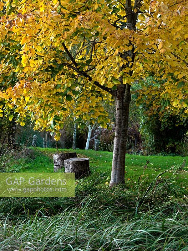 Seats fashioned from tree stumps sit underneath the autumn foliage of a field maple.