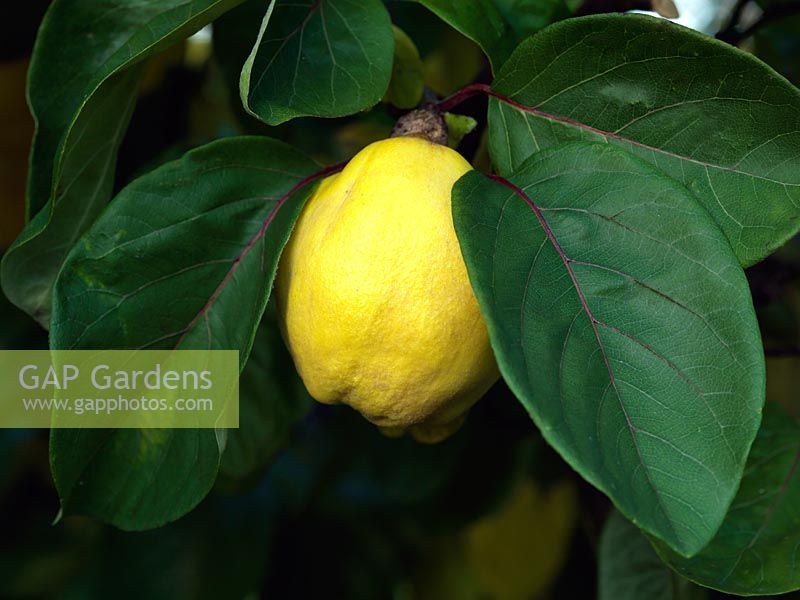 Cydonia oblonga - quince, requires a long warm summer for the fruit to fully ripen as well as a cold period under 7c for flowers to set.
