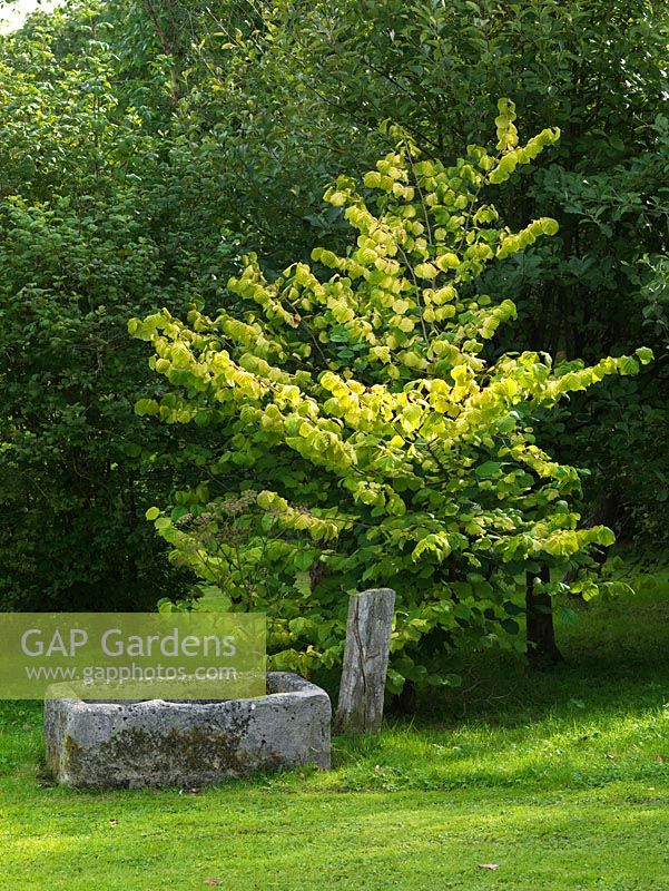 Corylus avellana Aurea, a shrub or small tree with soft-yellow, golden leaves and a splendid display of creamy yellow catkins in late winter or early spring.