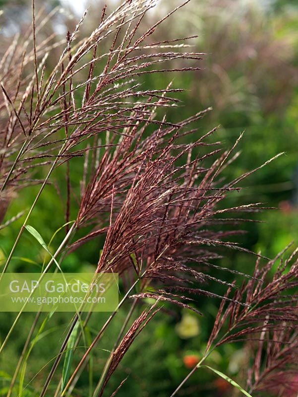 Miscanthus sinensis 'Malepartus', a vigorous, deciduous grass to 2m tall. It produces pink tinged flower heads in late summer which age to silver.