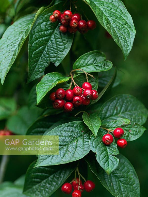 Cotoneaster Bullatus, shrub with white flowers in spring, glossy leathery leaves, and red berries in autumn.
