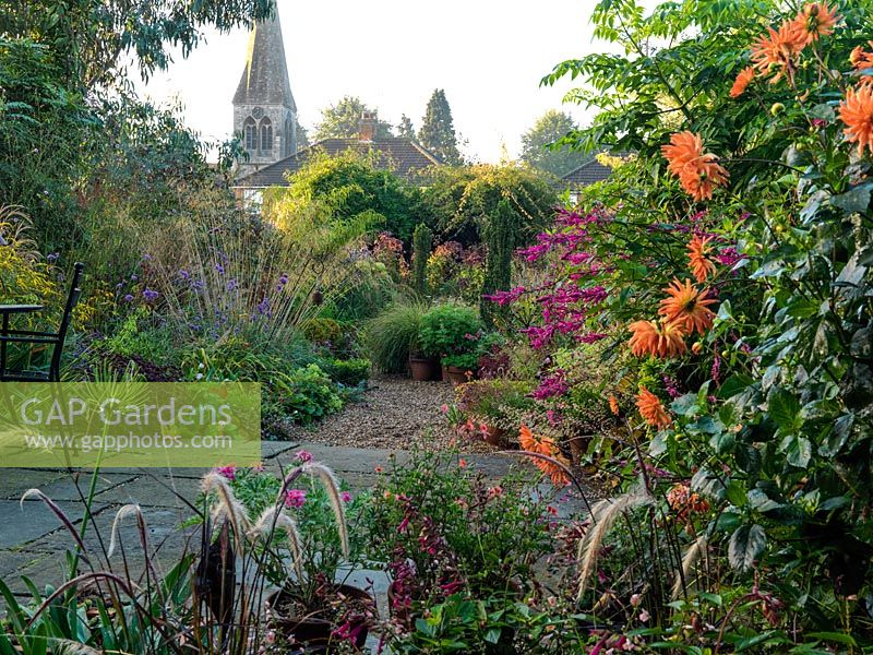 An autumn gravel garden with large informal borders of perennials and grasses with yew and box structure. In the foreground orange cactus Dahlia, pink Salvia 'Bethelii', Pennisetum Rubrum and containers of scented pelargonium.