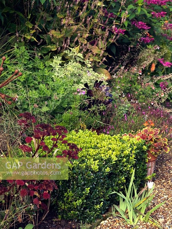 An autumnal border of perennial Sedum, Persicaria and Salvia. A topiary box cube provides structure and container of Pelargonium adds scent.