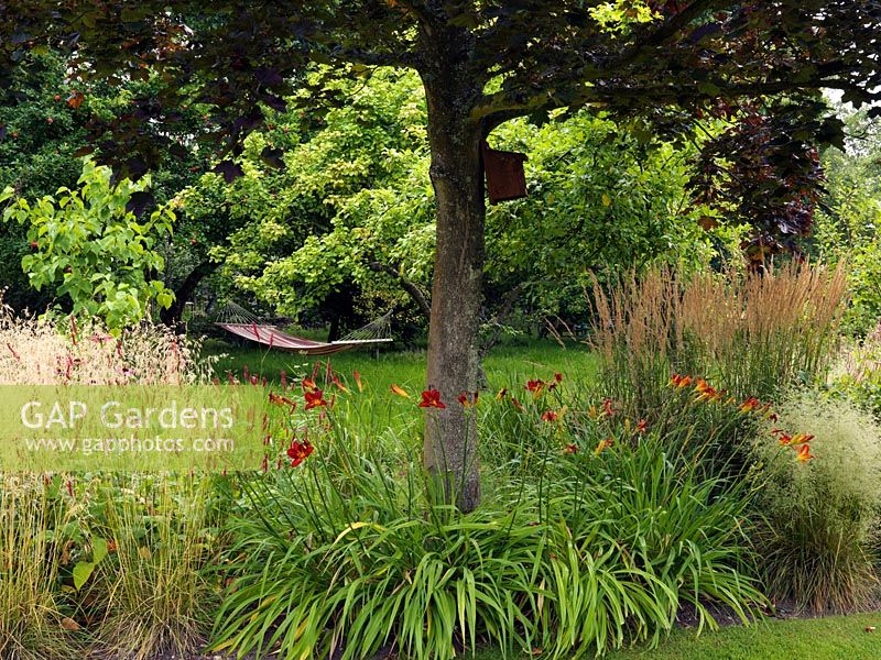 Hammock strung between two old apple trees is glimpsed beneath maple, and over border of Hemerocallis Stafford, Echinacea purpurea, Deschampsia cespitosa Goldtau and Calamagrostis x acutiflora Karl Foerster.