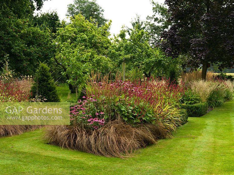 Rectangular borders of Carex testacea, Persicaria amplexicaulis Firetail, Echinacea purpurea, Deschampsia cespitosa Goldtau, Calamagrostis x acutiflora Karl Foerster. Maple and apple trees. Yew pyramids. Some box edging.