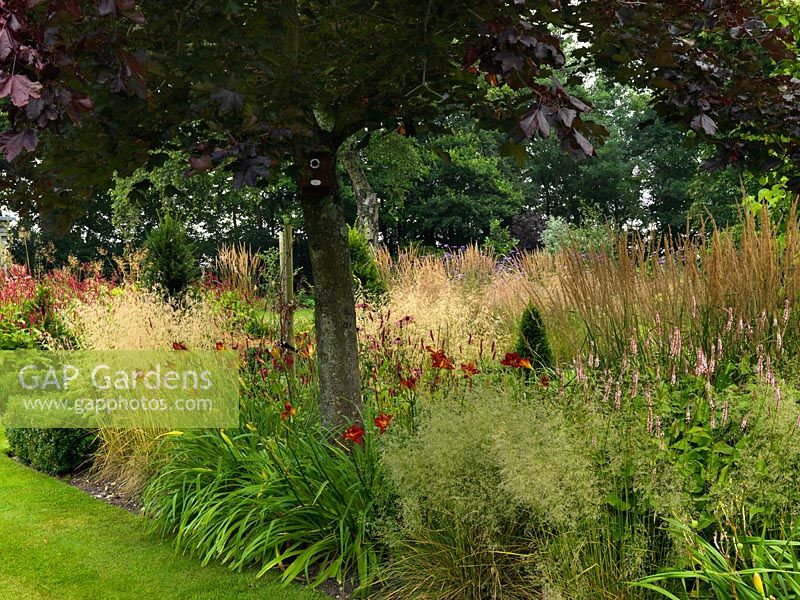 Maple stands in border of Hemerocallis Stafford, Persicaria amplexicaulis Alba, Echinacea purpurea, Deschampsia cespitosa Goldtau, Calamagrostis x acutiflora Karl Foerster. Behind - red bistort, Verbena bonariensis.