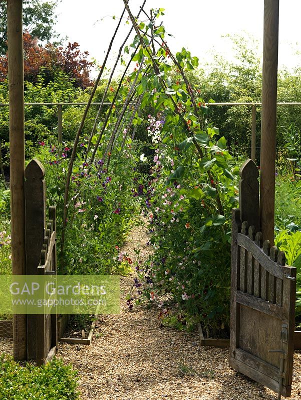 Kitchen garden of 6 rectangular, raised beds. Coppiced hazel rods form arch to support runner beans and sweet peas.
