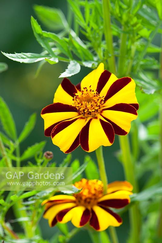 Tagetes patula 'Tall Scotch Prize'. French marigold