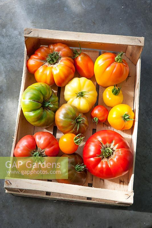 Tomato 'Brandywine S stock photo by Jonathan Buckley, Image: 0432580