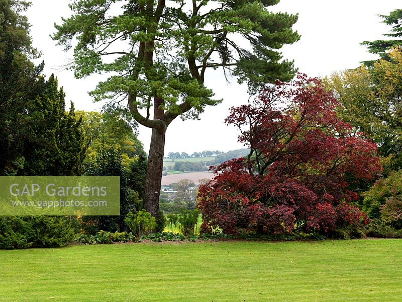 Glimpse of rural landscape between old fir and Acer palmatum Atropurpureum, Japanese acer