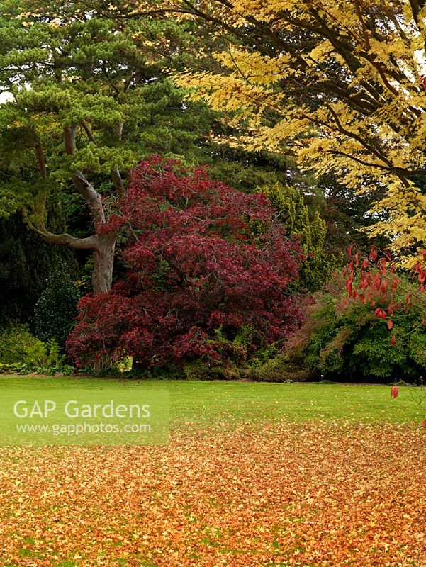 Acer palmatum Senkaki littering the lawn with golden leaves, whilst in the distance is red foliage of Acer palmatum Dissectum