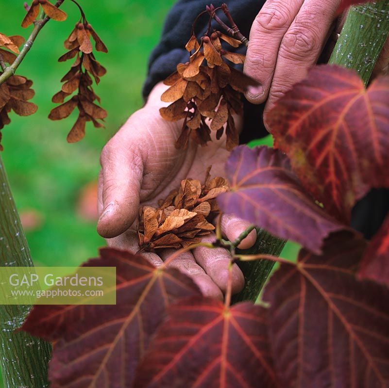 Stephen Lloyd, head gardener. Collecting seed in his hand  from species acer - B SWJ6373, probably Acer rufinerve, which he propagated and planted in 2002.