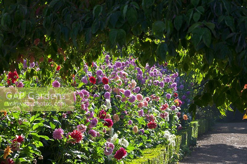 The dahlia border at Rousham House Garden