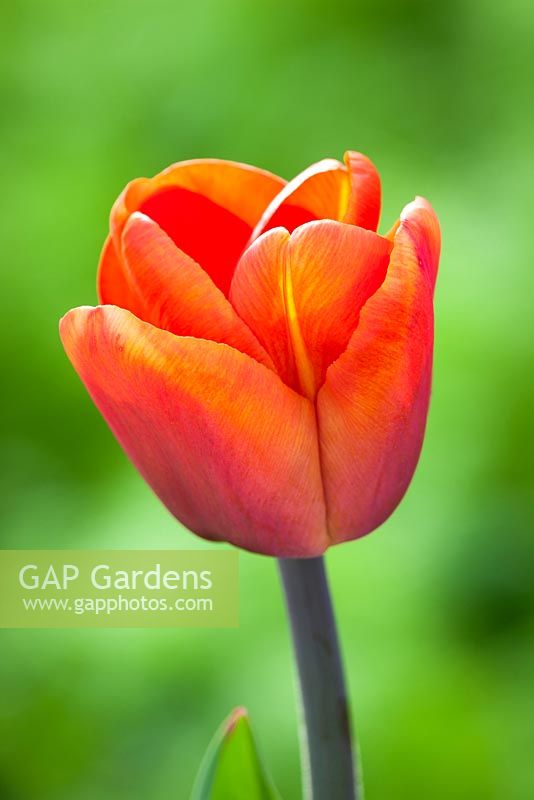 Tulipa 'Annie Schilder'
