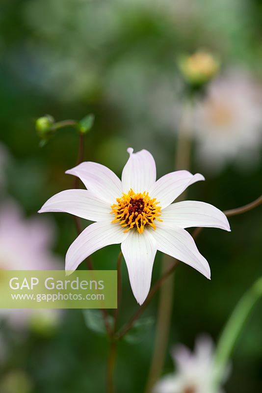 Dahlia 'Etheral'