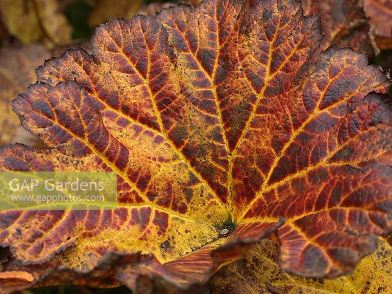 Darmera peltata, an herbaceous perennial with large, deeply veined green leaves which, in autumn, turn red.