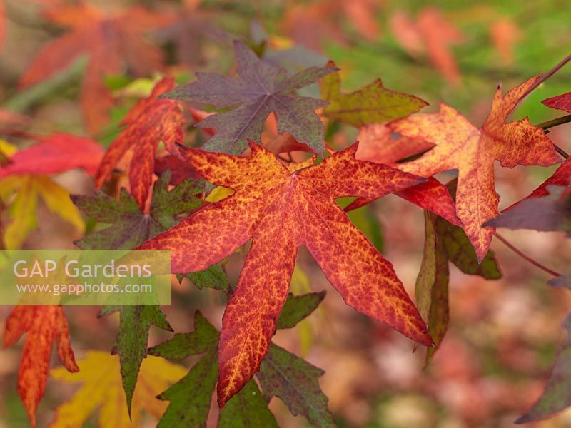 Liquidambar styraciflua Worplesden, a specimen tree with shapely leaves that turn purple, gold and red in autumn.