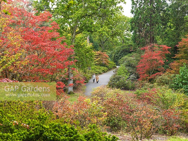 People walking through Exbury Gardens, dwared by trees including  Acer Palmatum Japanese Maples in full autumn colour, alongside oaks and azaleas.