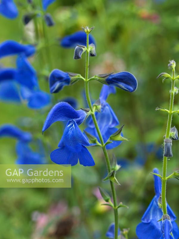 Salvia patens 'Cambridge Blue', a shrubby perennial flowering for a long time in summer and autumn with paired, deep blue flowers.