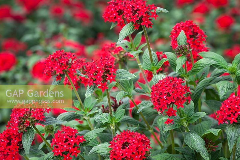 Pentas lanceolata. Egyptian starcluster