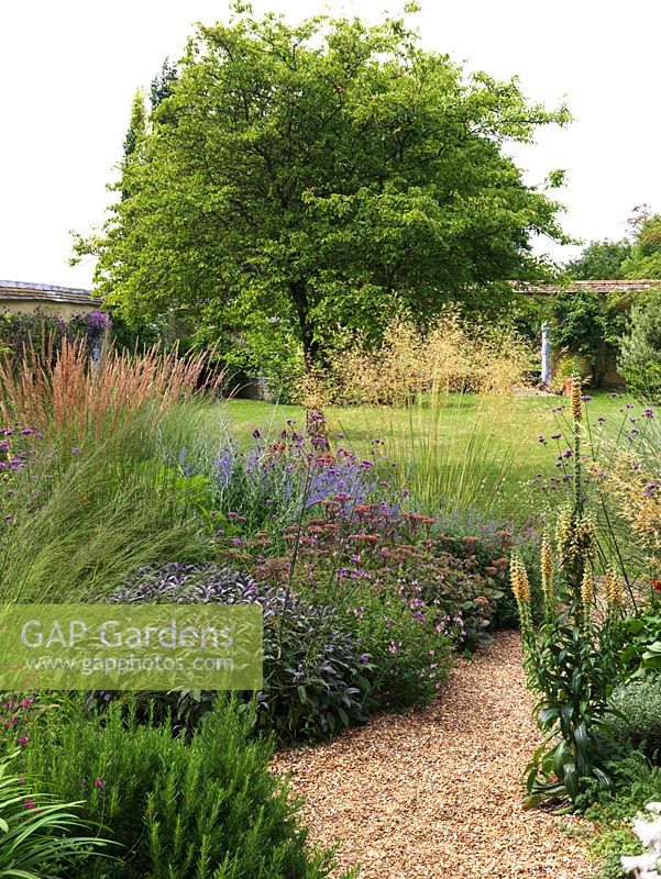 Amelanchier tree beyond a gravel bed of Calamagrostis x acutiflora 'Karl Foerster', rosemary, sage, sedum, perovskia, Digitalis ferruginea, Verbena bonariensis and Stipa gigantea.