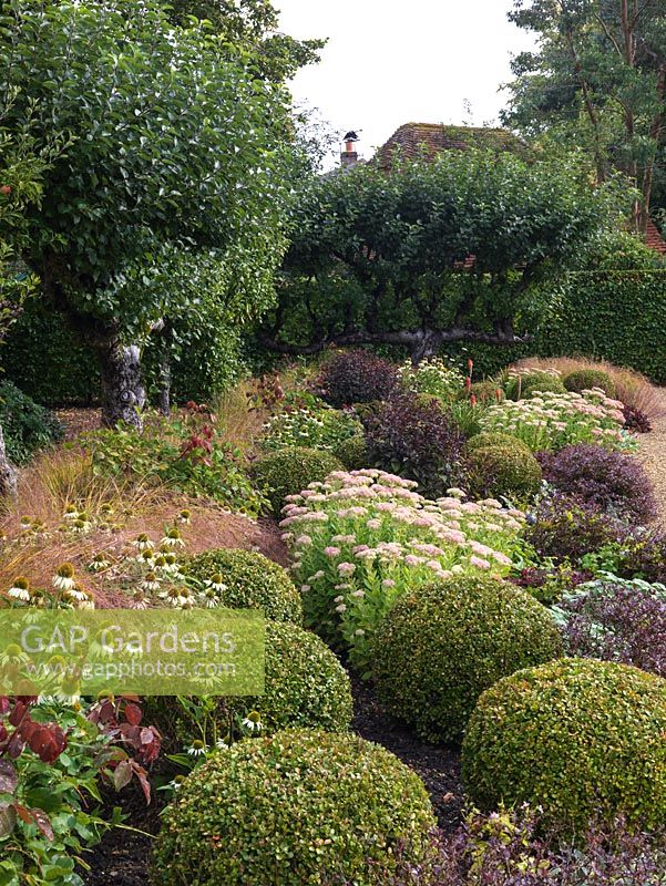 Apple tree cordon backs bed of Sedum Autumn Joy, cercis, box balls, Stipa arundinacea, Berberis thunbergii Dart's Red Lady, Helenium Moerheim Beauty, Echinacea White Swan.