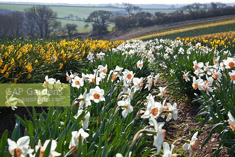 Rows of Narcissi in a commercial daffodil field, Cornwall. Narcissus 'Brideshead' and N. Garden Opera in fields at Fentongollan, Cornwall
