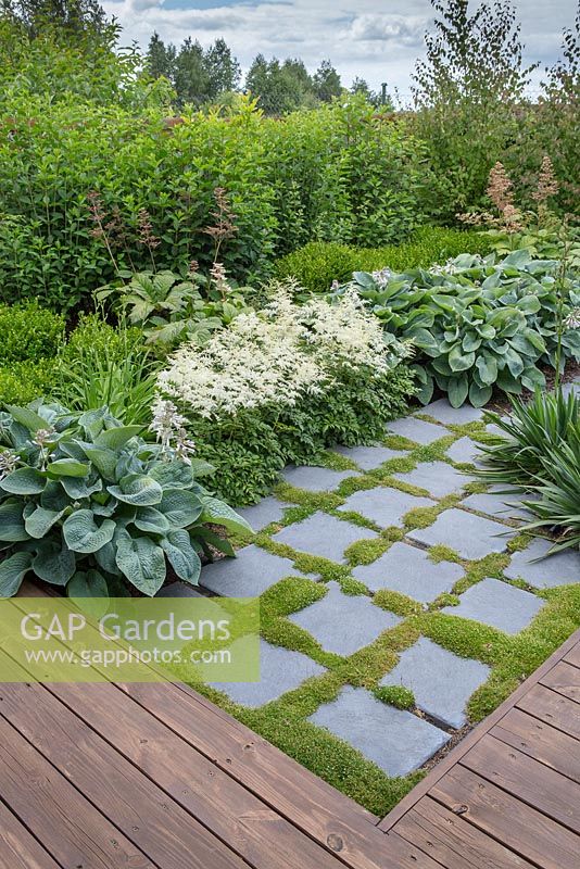 Square paved path surrounded by blue hosta sieboldiana