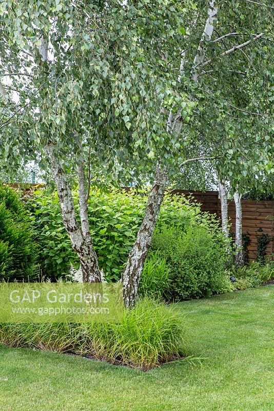 Summer border of birch trees, deciduous shrubs and grasses next to lawn. This set of plants looks good also during tough winter.