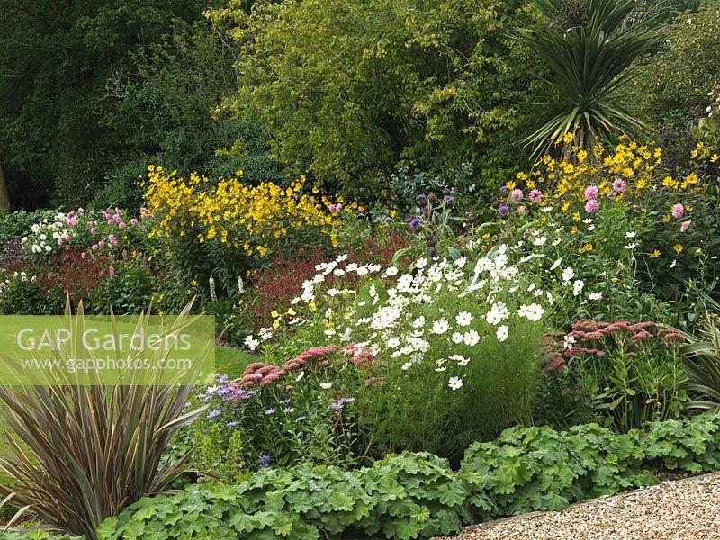 Bed of Sedum spectabile 'Brilliant', Cosmos 'Purity', cardoon, Phormium tenax 'Rainbow Queen', Persicaria amplexicaulis 'Firetail', alchemilla and dahlias 'Belle Epoque' and 'Polar Light'.