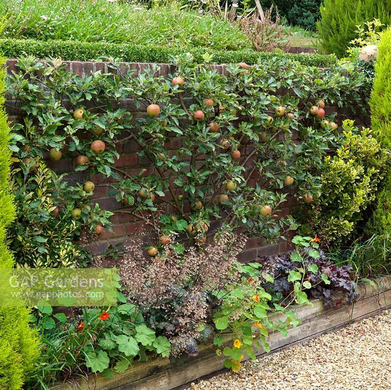 Tall retaining wall up which Cox's apple trees are espaliered.  Conifers add winter structure to each side, heuchera and nasturtium at their feet.