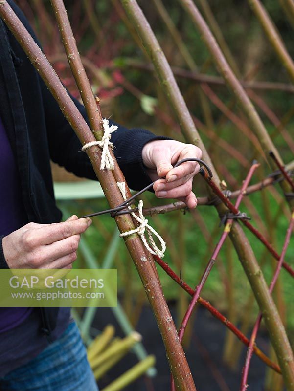 Woman creating living willow arbour is built by laying weedproof cloth in  which uprights are put every 25cm, secured at waist height with binders. Weavers and binders are tied to uprights.