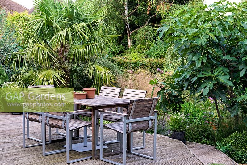 A raised wooden deck with garden furniture for outdoor dining. Surrounding planting includes Trachycarpus fortunei palm, Deschampsia cespitosa 'Bronzeschlier' and 'Goldschleier' and Ficus carica 'Brown Turkey'.