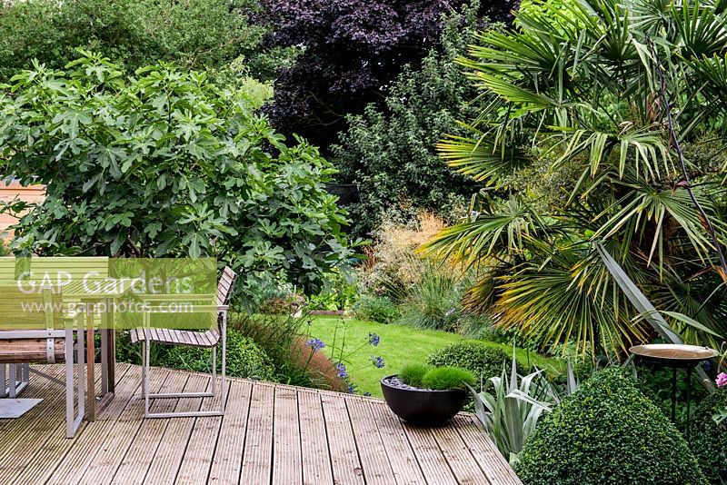 A raised wooden deck with garden furniture for outdoor dining. Surrounding planting includes Ficus carica Brown Turkey, Trachycarpus fortunei palm with Festuca gautieri in a small black modern container.