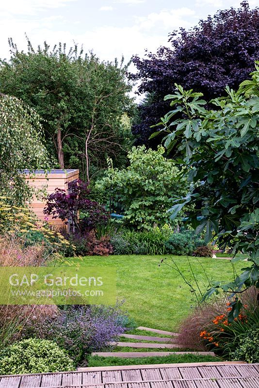 View from a wooden deck down a terraced split level garden. Planting includes Ficus carica Brown turkey, Dechampsia Bronzeschlier, Echinacea, Crocosmia Solfaterre, Nepeta racemosa Walker's Low and Foeniculum vulgare. Beyond the oval shaped lawn Cercis canadensis Forest Pansy and Cercis siliquastrum.