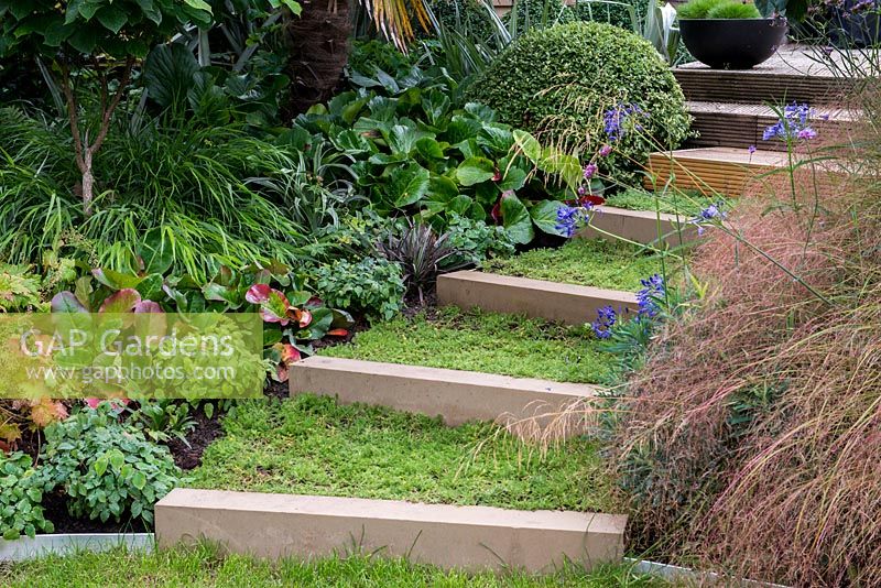 Chamomile covered steps link terraces in a split level garden. Planting alongside includes left Epimedium Lilafee, Bergenia Rotblum, Hackonechloa macra and Buxus sempervirens, Right Stipa tenuissima and Agapanthus 'Midnight Star'.