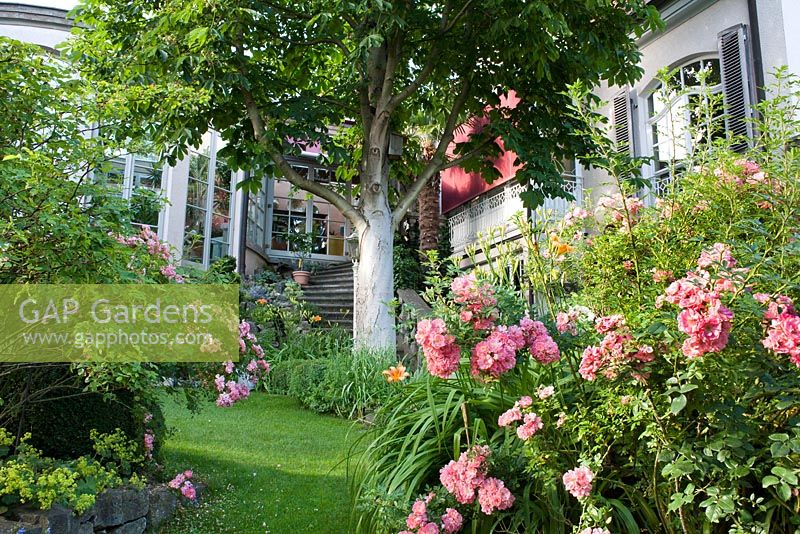 Rosa 'Ferdy'. View of the house and garden with mature horse chestnut tree. Marina Wust, Germany