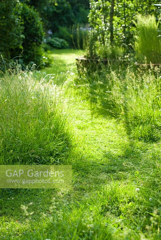 Sunlit winding mown grass path through long grass. June.