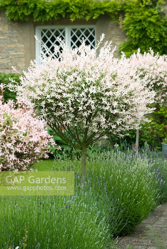 Salix integra 'Hakuro-nishiki'. Standards along path underplanted with lavender